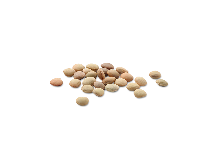 Lentils