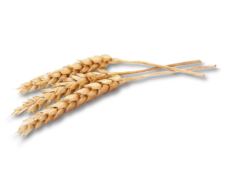 Wheat